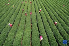 九游会体育茶园和茶叶加工场里一片结巴的自得-九游会体育-九游会欧洲杯-九玩游戏中心官网